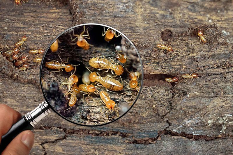 Termites On Wood
