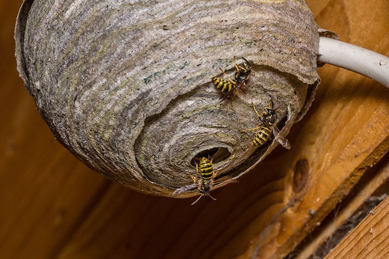 Wasps On Their Nest