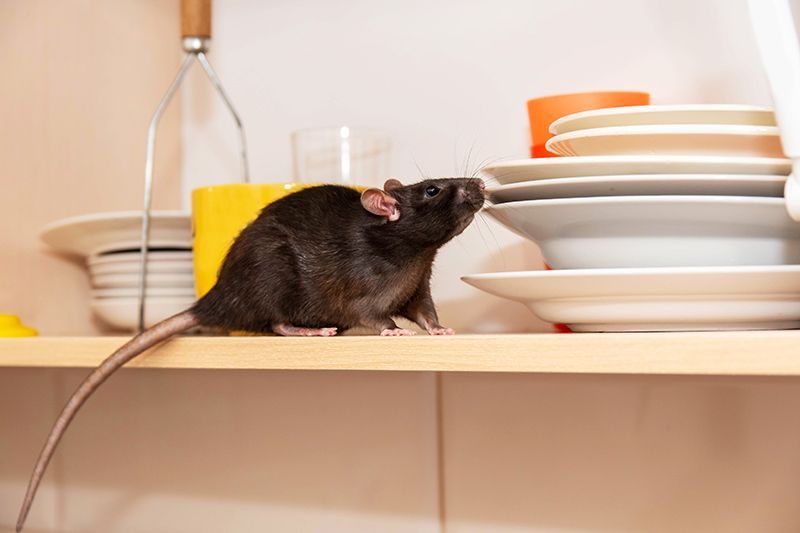 Rodent Near The Dishes