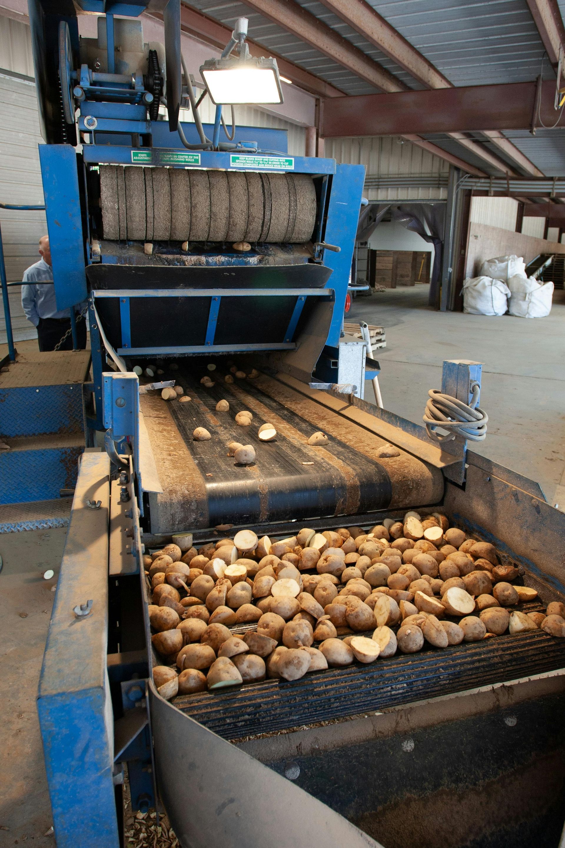 Potatoes on a conveyor belt being processed by a blue industrial machine in a warehouse.