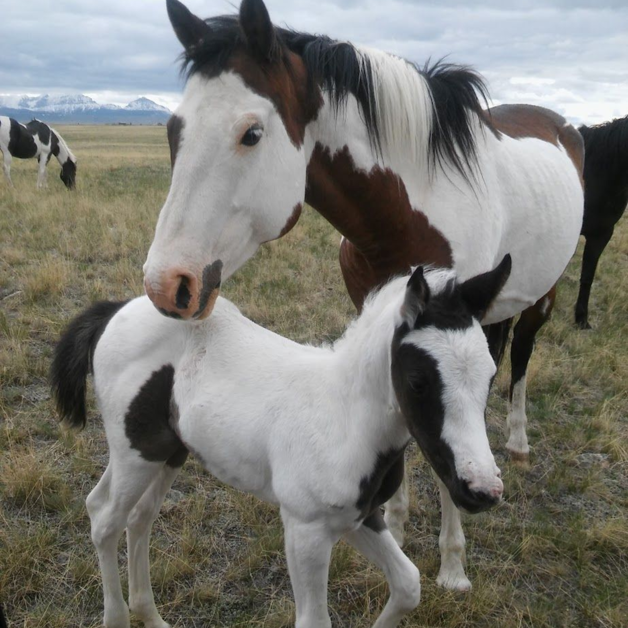 A black and white foal standing next to a brown and white horse