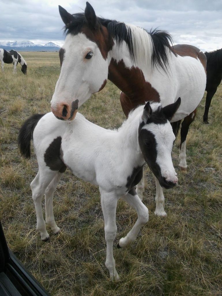 A black and white foal standing next to a brown and white horse