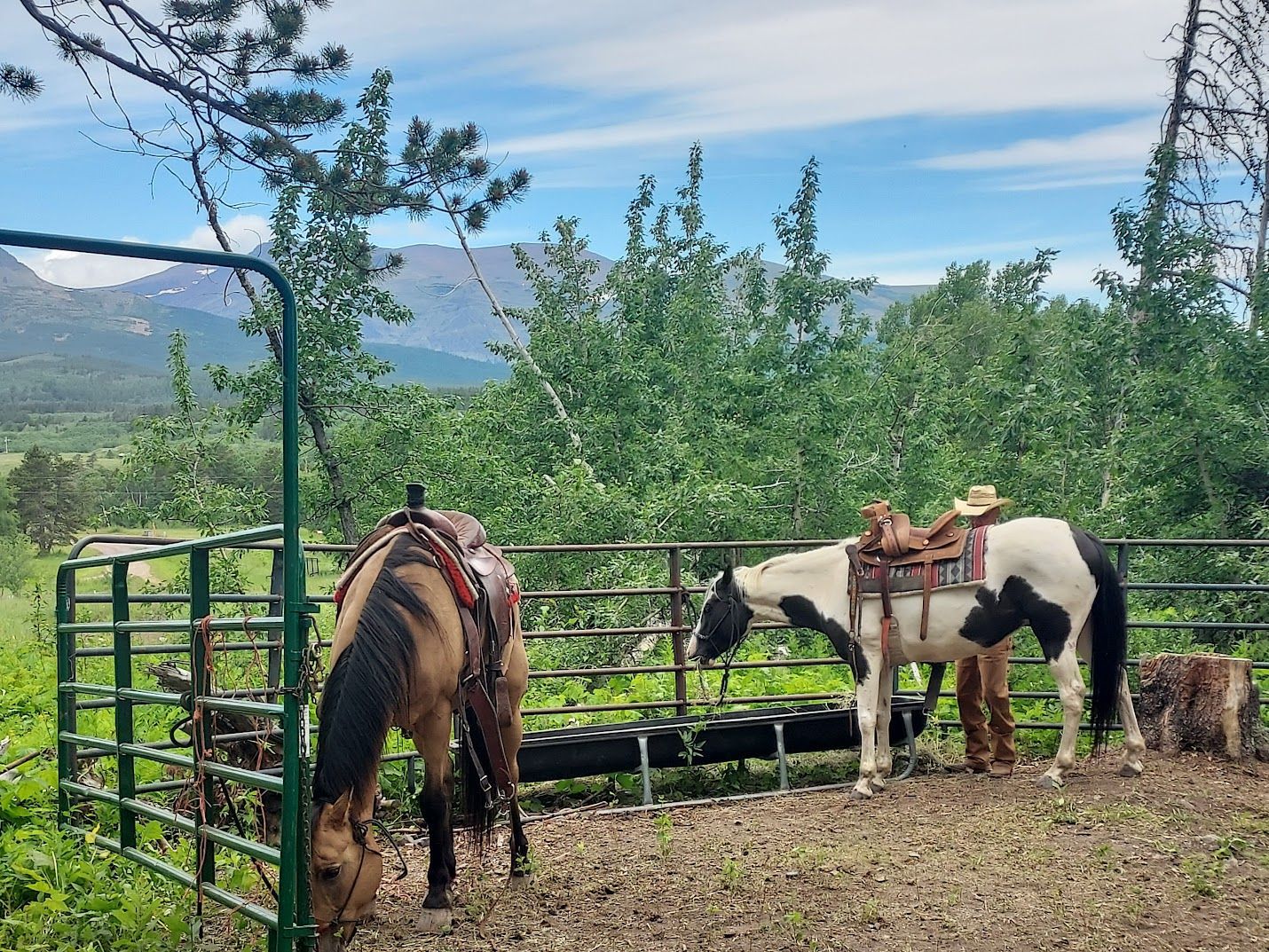 Two Horses in Ranch