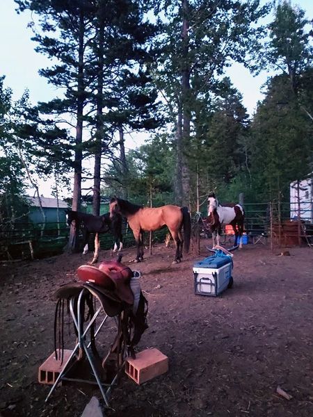 A Group of Horses Are Standing in a Fenced in Area