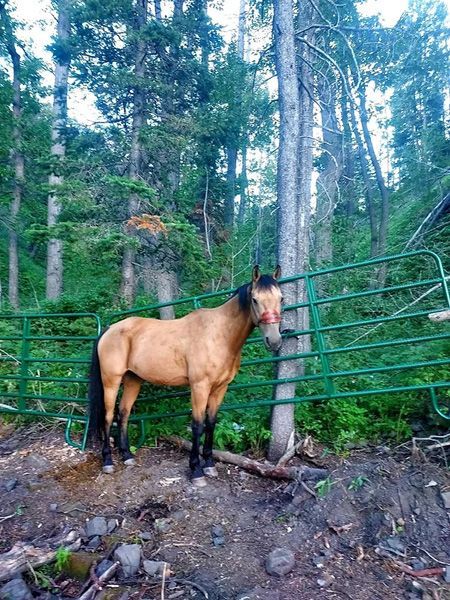 A Horse is Standing in Front of a Fence in the Woods