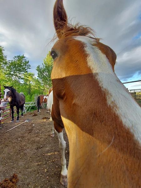 A Brown and White Horse is Standing in a Dirt Field