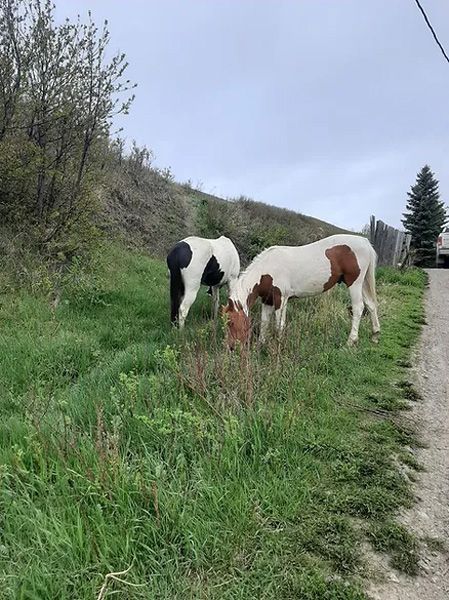 Two Horses Are Grazing in a Grassy Field Next to a Dirt Road