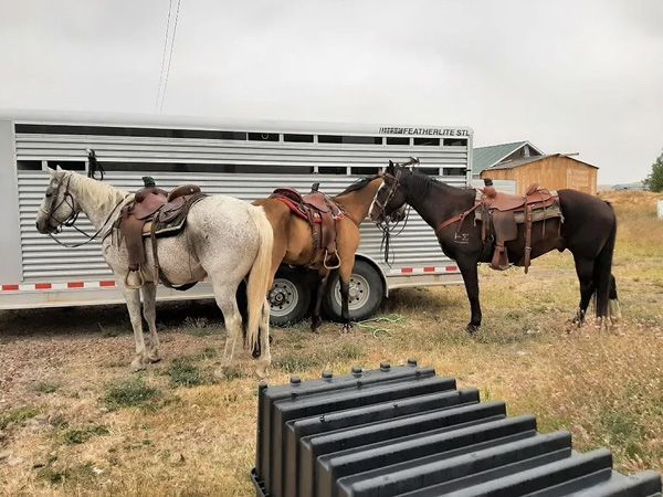 Three Horses Are Standing Next to a Trailer in a Field