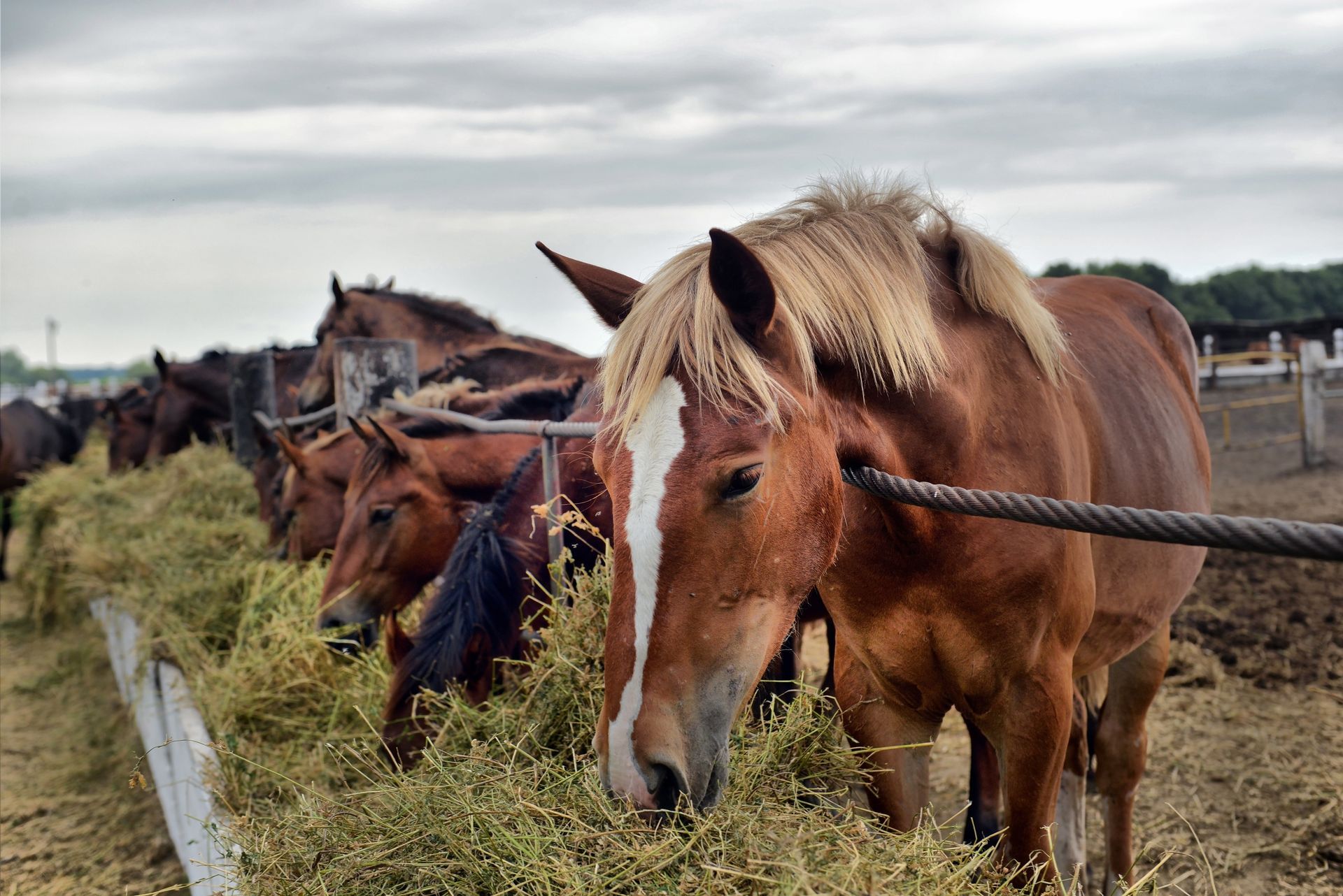 Herd of Horses Eating Grass