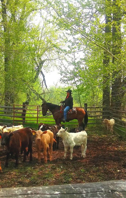 A man is riding a horse in a herd of cattle.