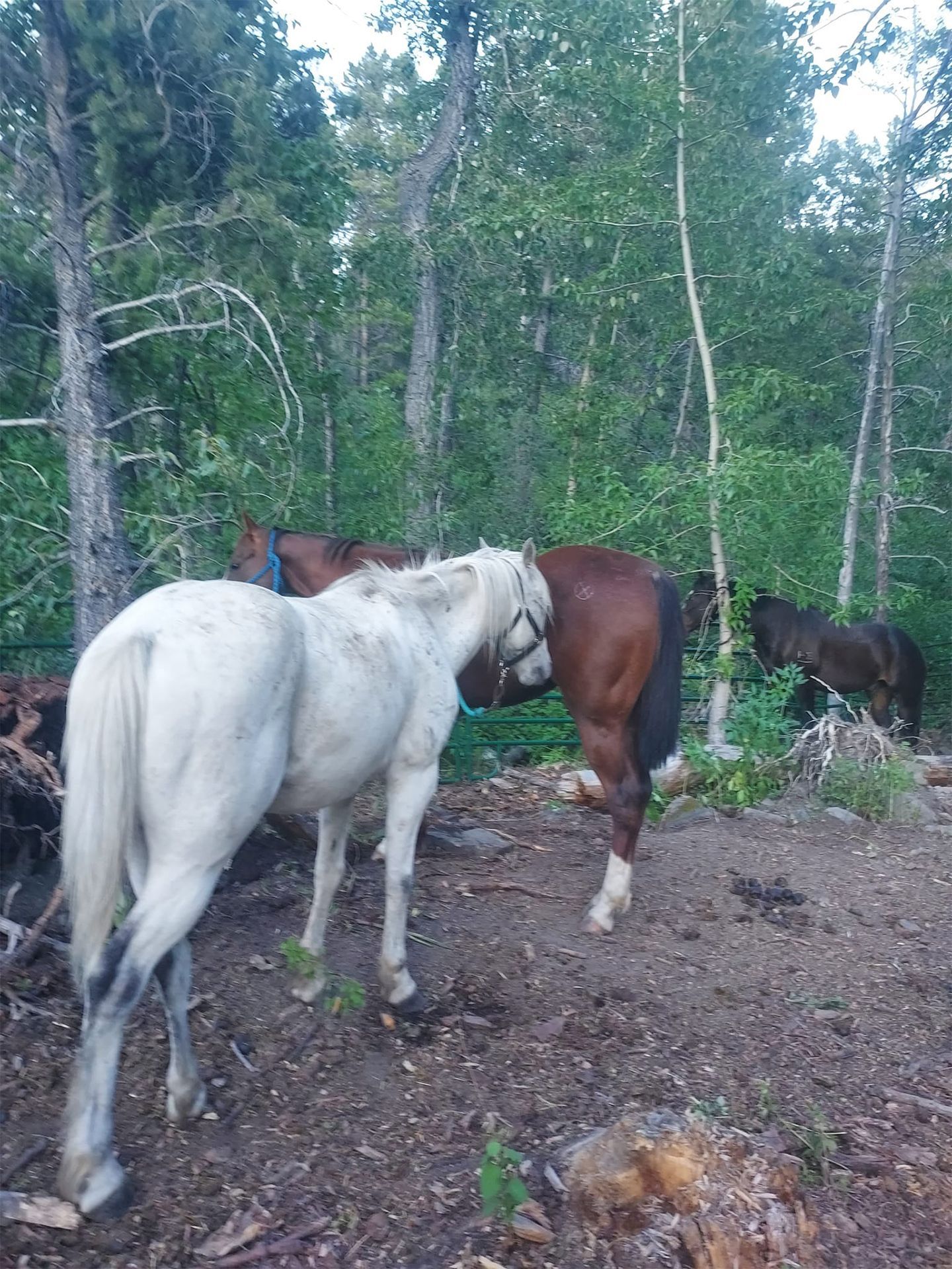 Two Horses Standing Next to Each Other in the Woods