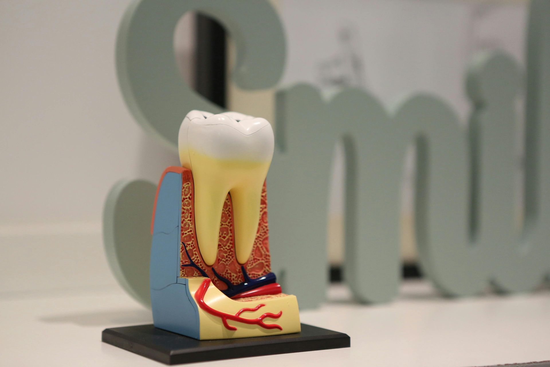 Model of a tooth showing roots and blood vessels, with a blurred 