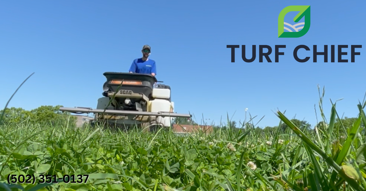 Lawn Fertilization & Weed Control | Turf Chief