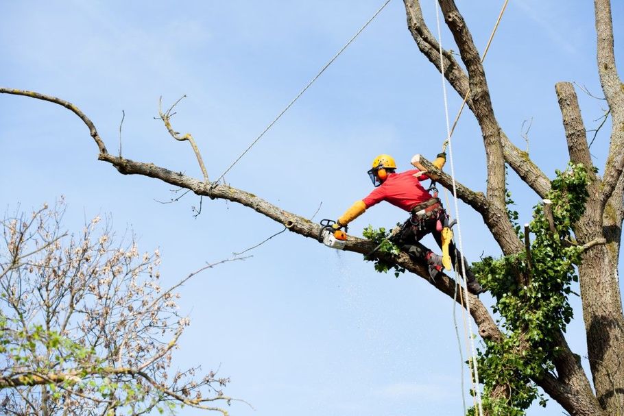 An arborist in a red shirt and yellow helmet uses a chainsaw to prune a large tree branch while suspended by ropes.