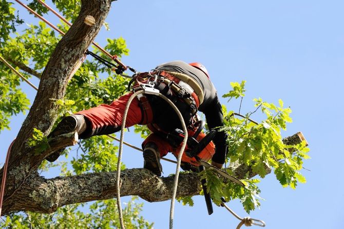 A worker in safety gear climbs a tree to their harness to perform maintenance.