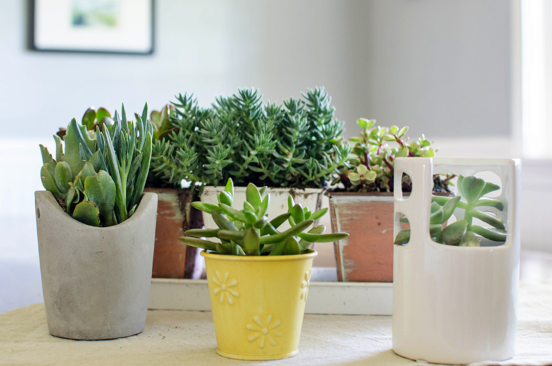 Various succulents in pots on a table.