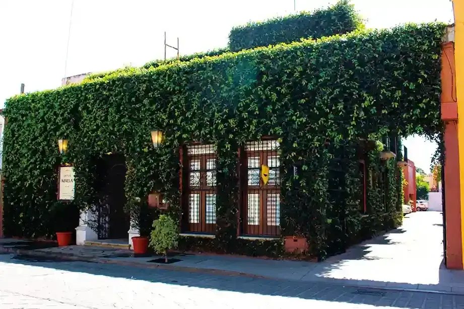 Vista a nivel de calle de la fachada de un edificio cubierta de una espesa.
