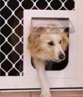 A medium-sized dog can fit through a Security Screen Door.