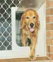 A large-sized dog can fit through a Security Screen Door.