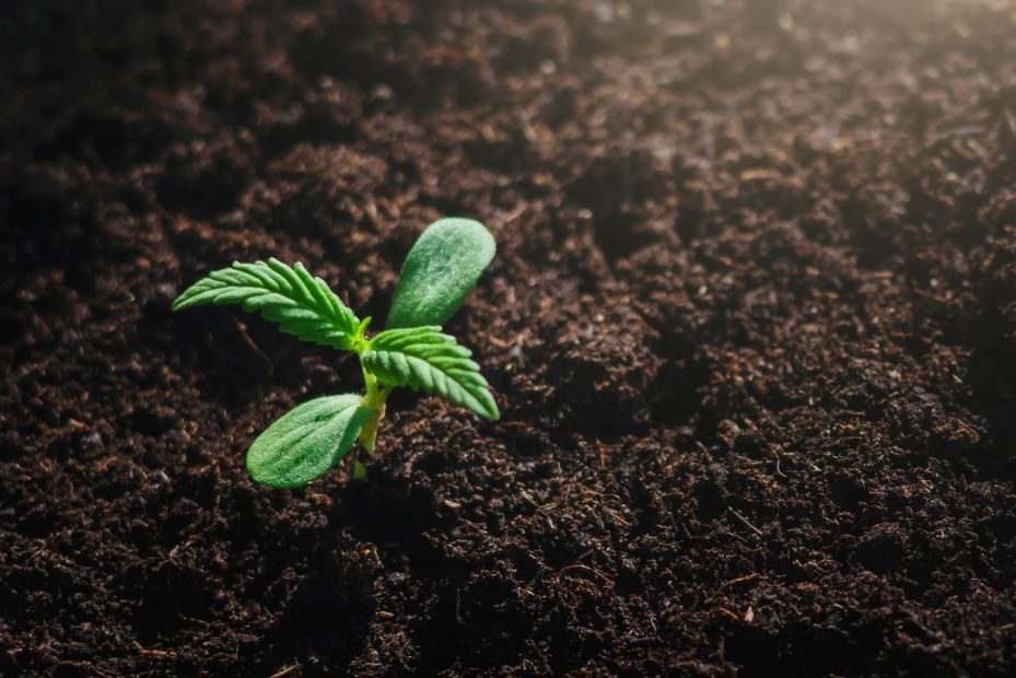 A small green plant is growing out of the soil.