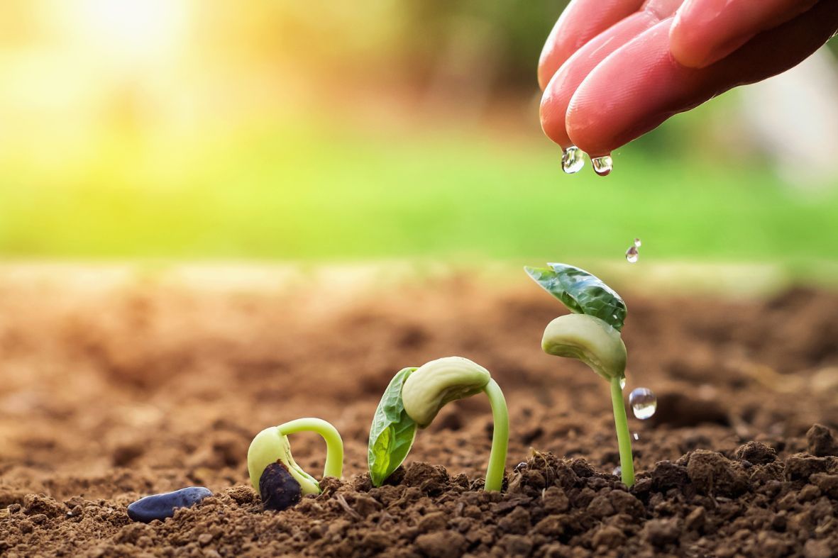 A person is watering a small plant growing out of the ground.