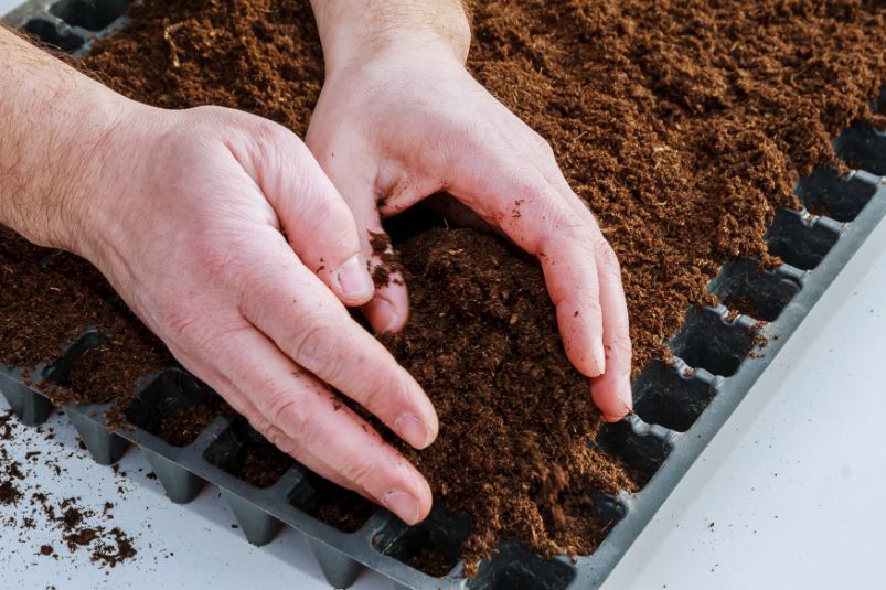 A person is holding a tray of dirt in their hands