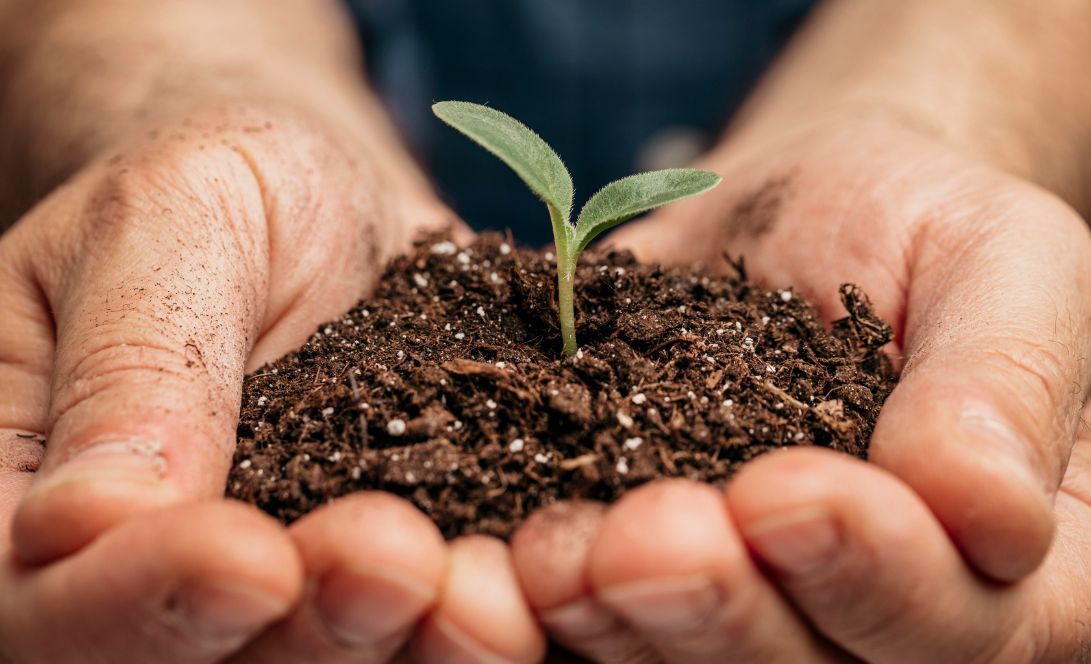 A person is holding a small plant in their hands.