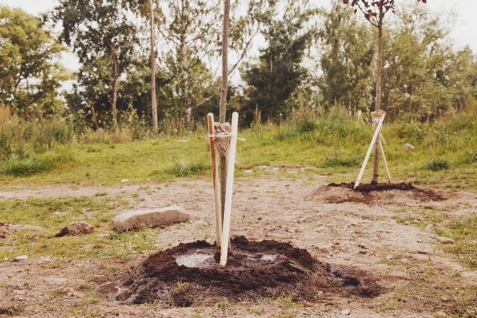 Two trees are being planted in the dirt in a field