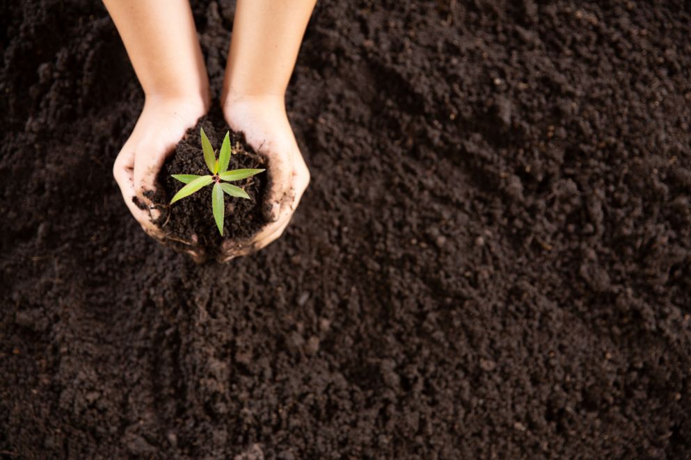 A person is holding a small plant in their hands.