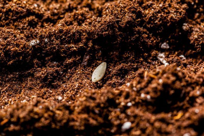 A small white egg is growing out of a pile of brown soil.