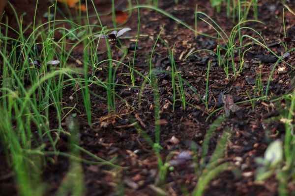 A pile of wood chips is sitting on the ground.