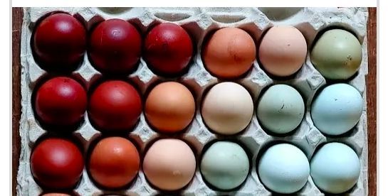 Delivery person in blue uniform delivers groceries to a woman standing by a white house with a blue door.