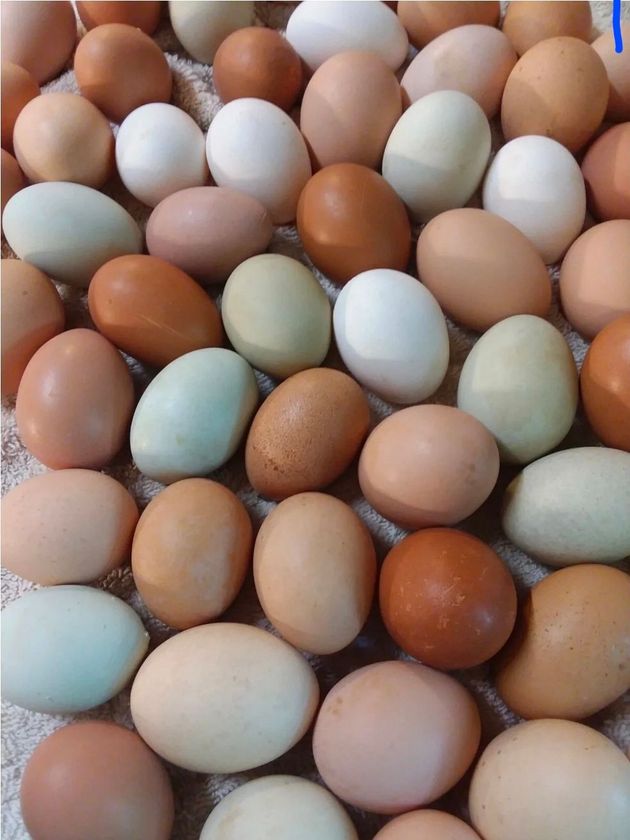 Basket of brown and white eggs on a wooden table.