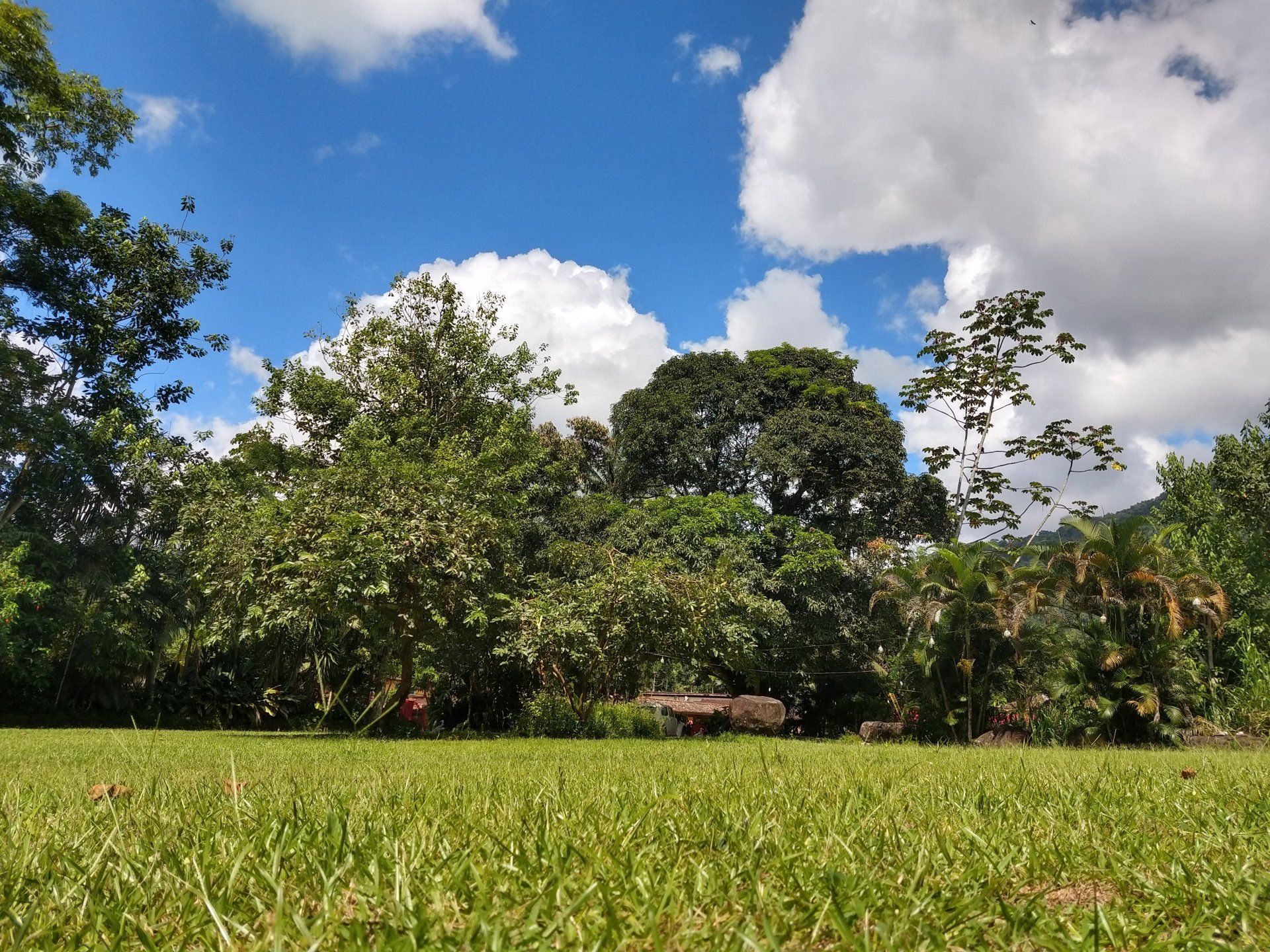 Um campo de grama com árvores ao fundo e um céu azul com nuvens