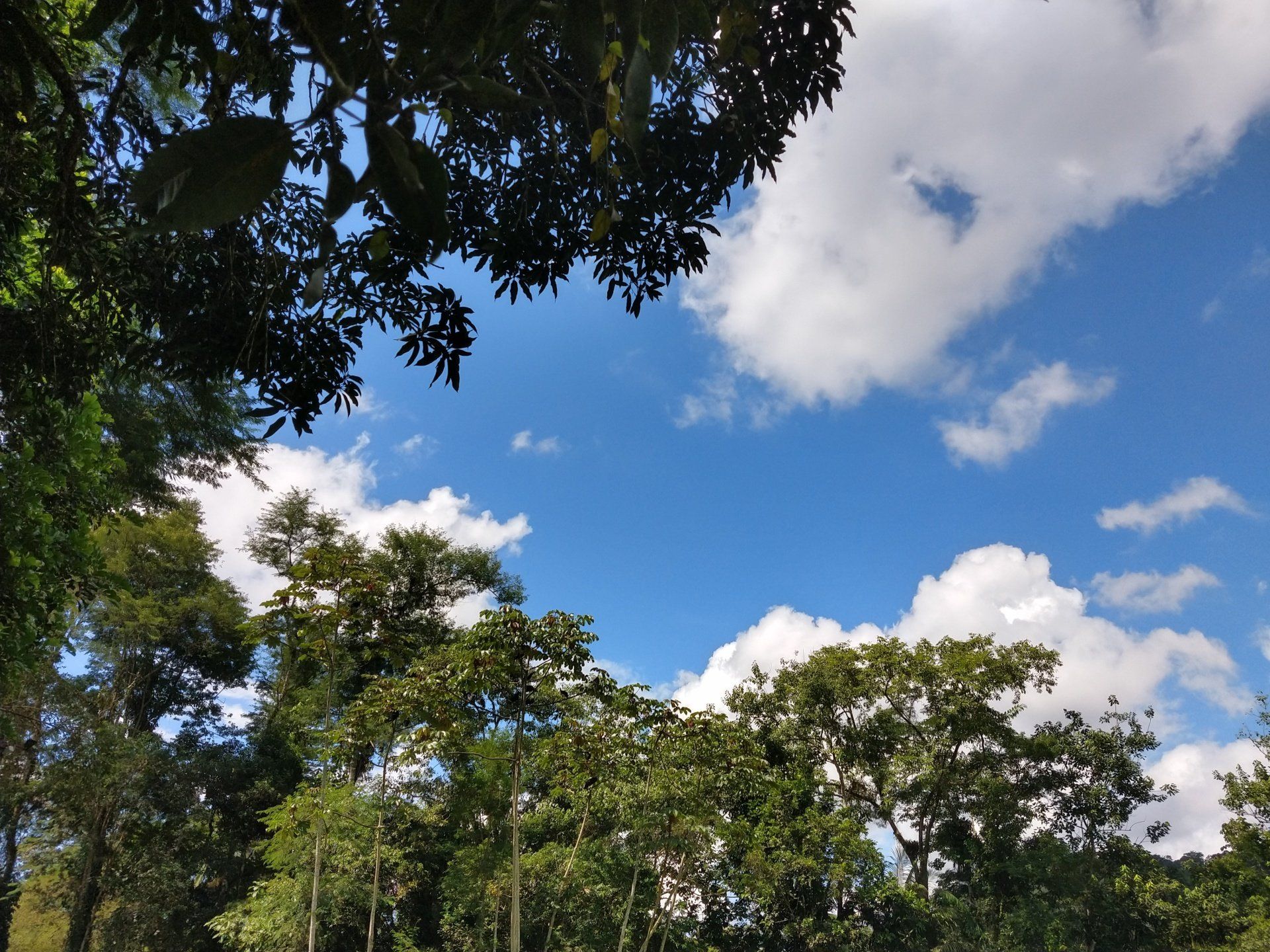 Um céu azul com nuvens brancas e árvores em primeiro plano