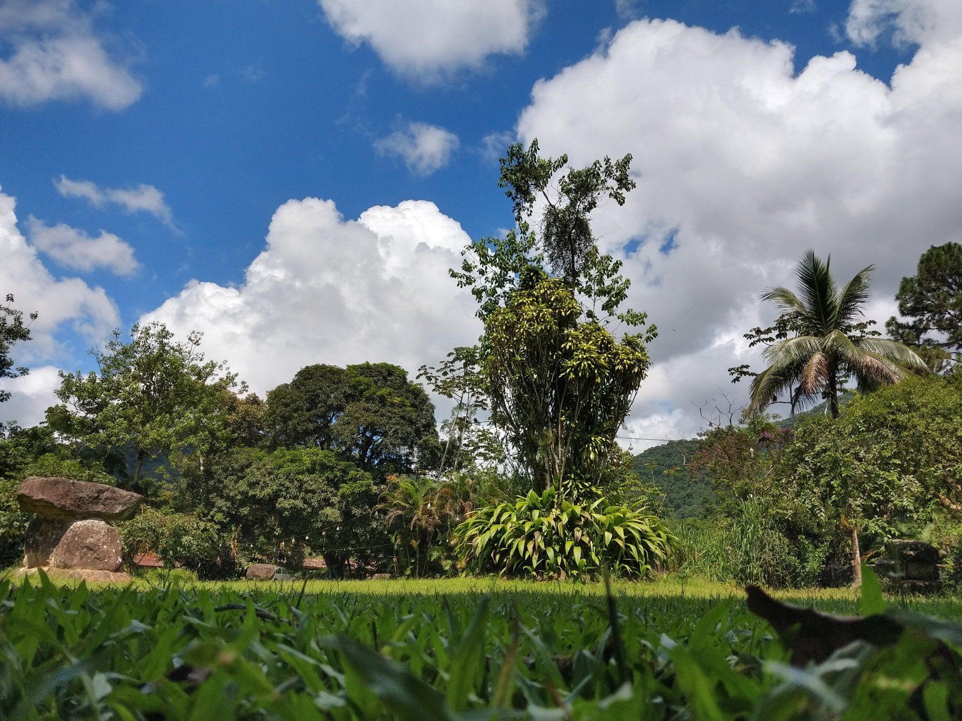 Um campo verde exuberante com árvores e nuvens ao fundo