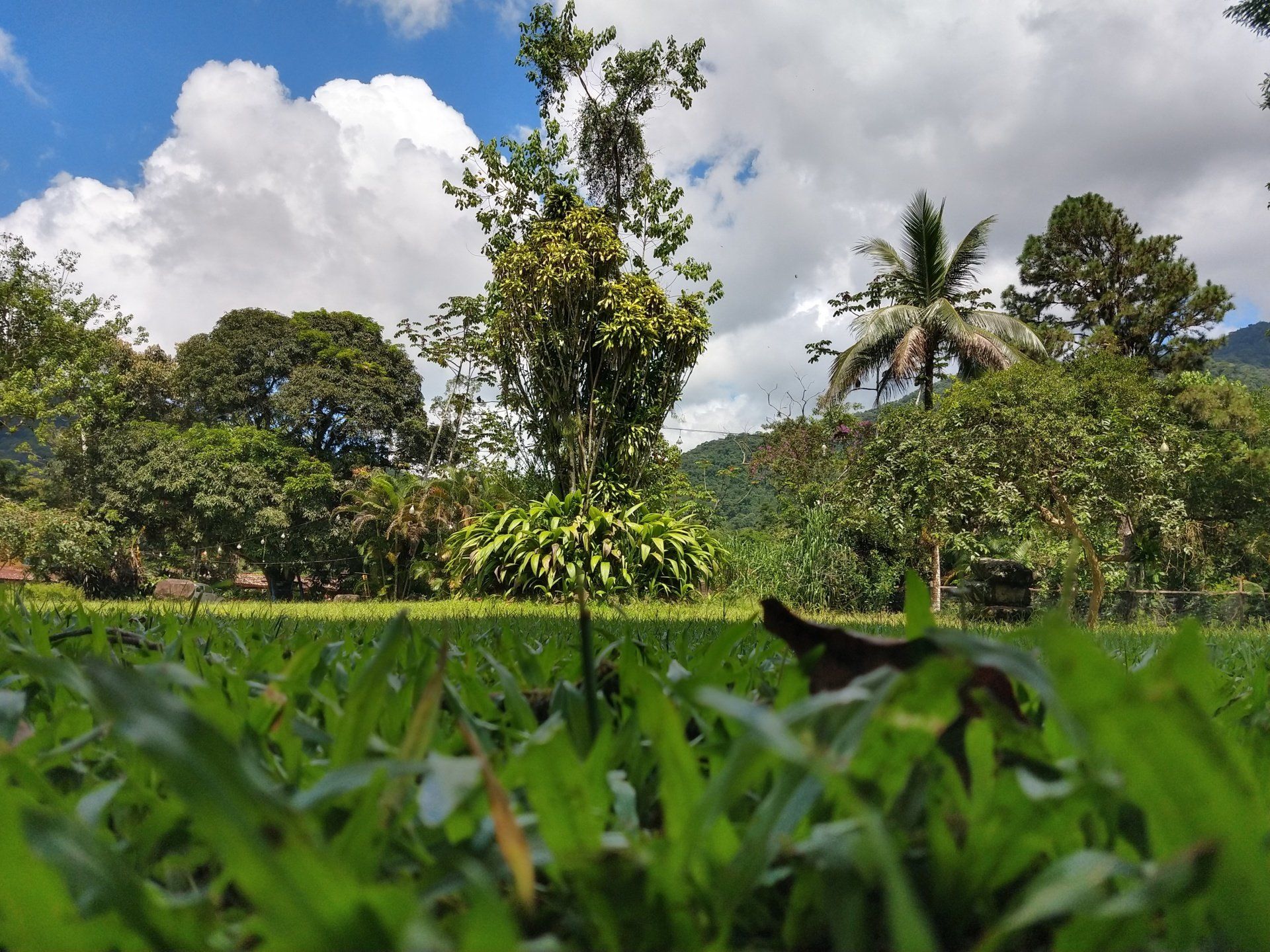 Um campo de grama com árvores ao fundo