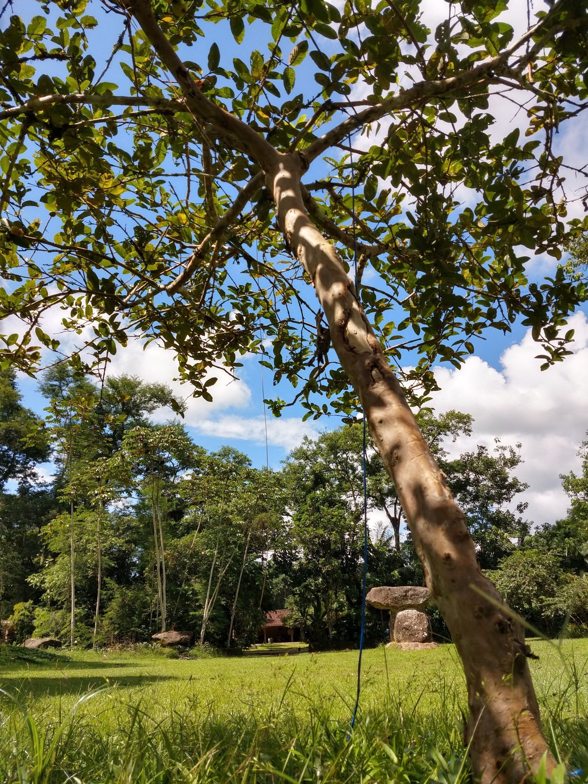 Uma árvore em um campo com um céu azul ao fundo