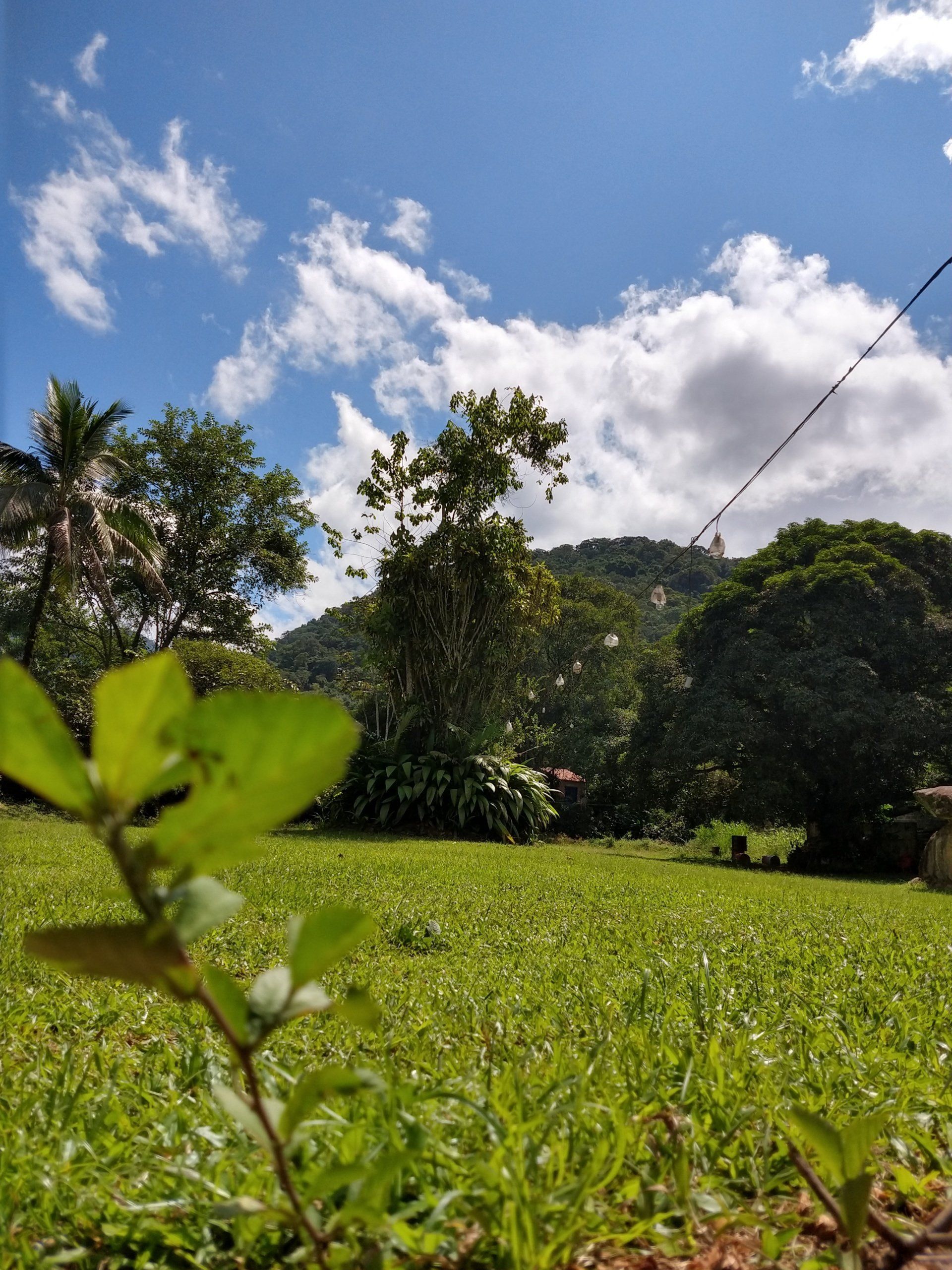 Um campo verde exuberante com árvores e um céu azul ao fundo