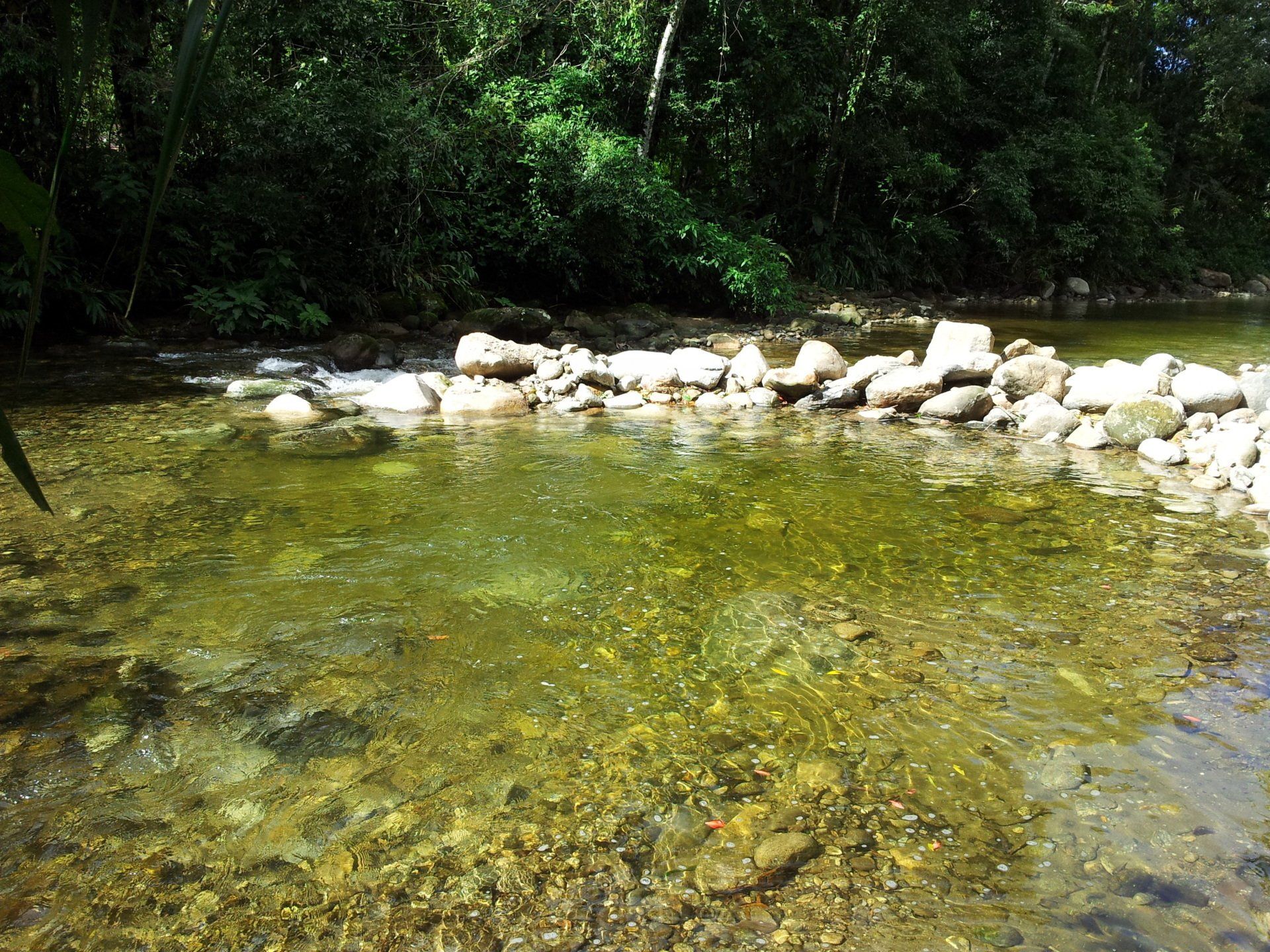 Um rio com muitas pedras e árvores ao fundo