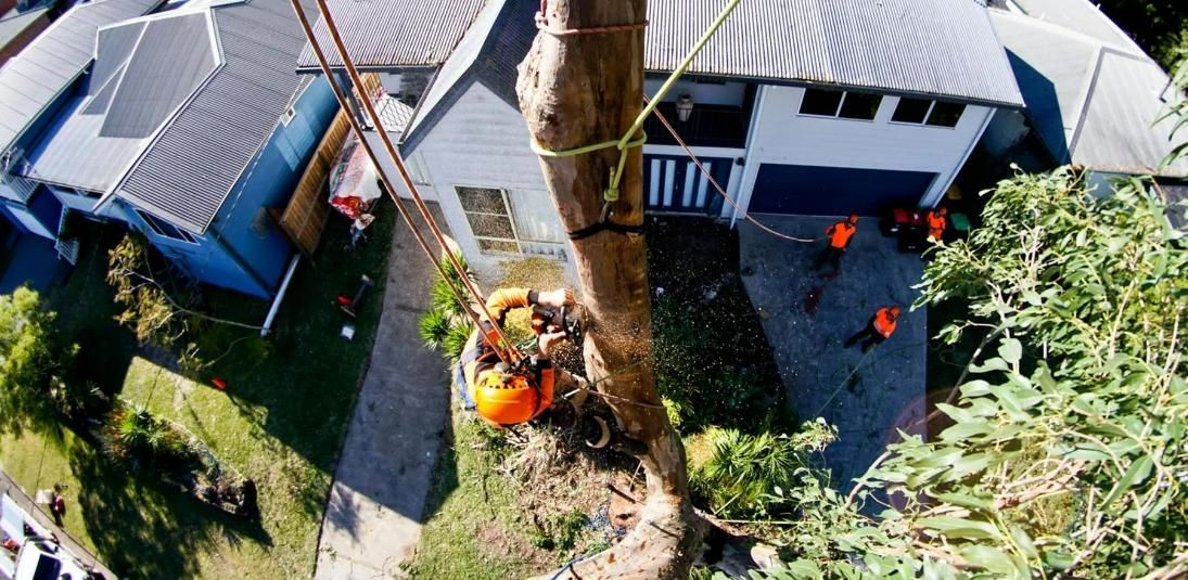 An Aerial View of A Tree Being Cut Down — MNC Trees in Port Macquarie, NSW