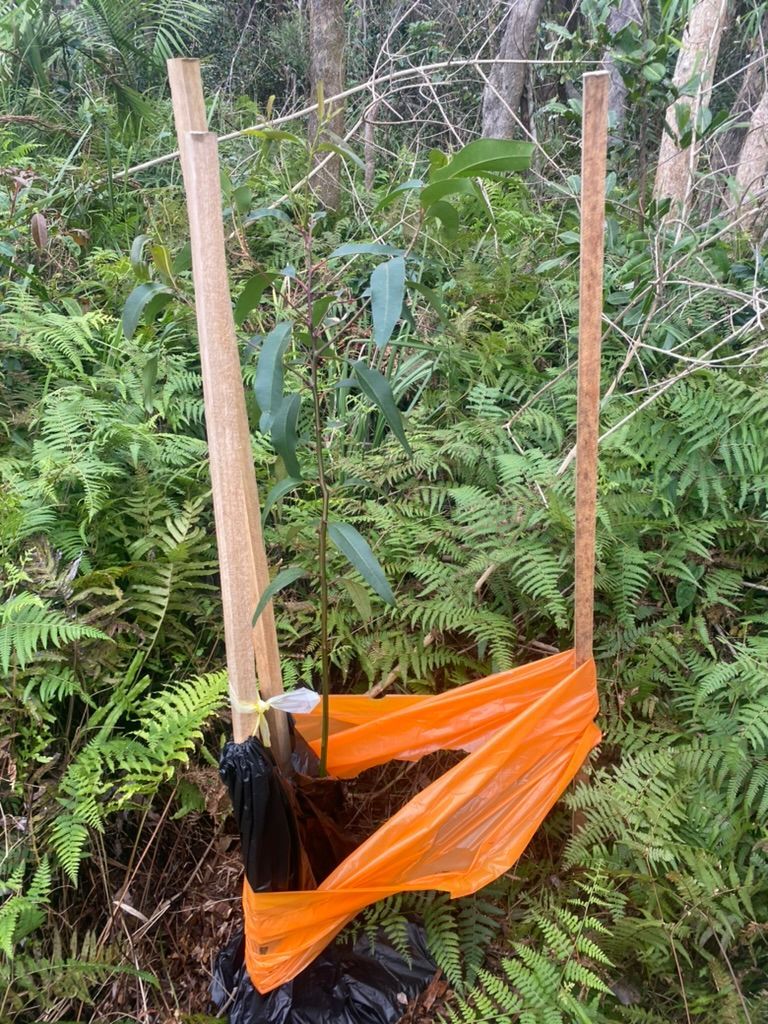 New habitat creation — MNC Trees in Port Macquarie, NSW
