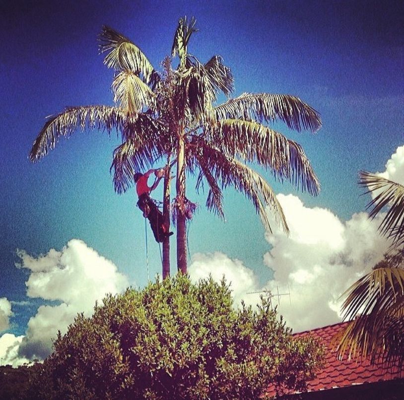 A Man Is Cutting a Tree with A Chainsaw — MNC Trees in Port Macquarie, NSW