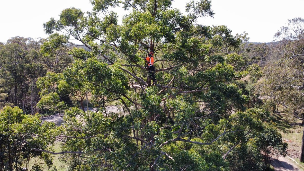 Person Wearing Orange in a Tall Tree — MNC Trees in Wauchope, NSW