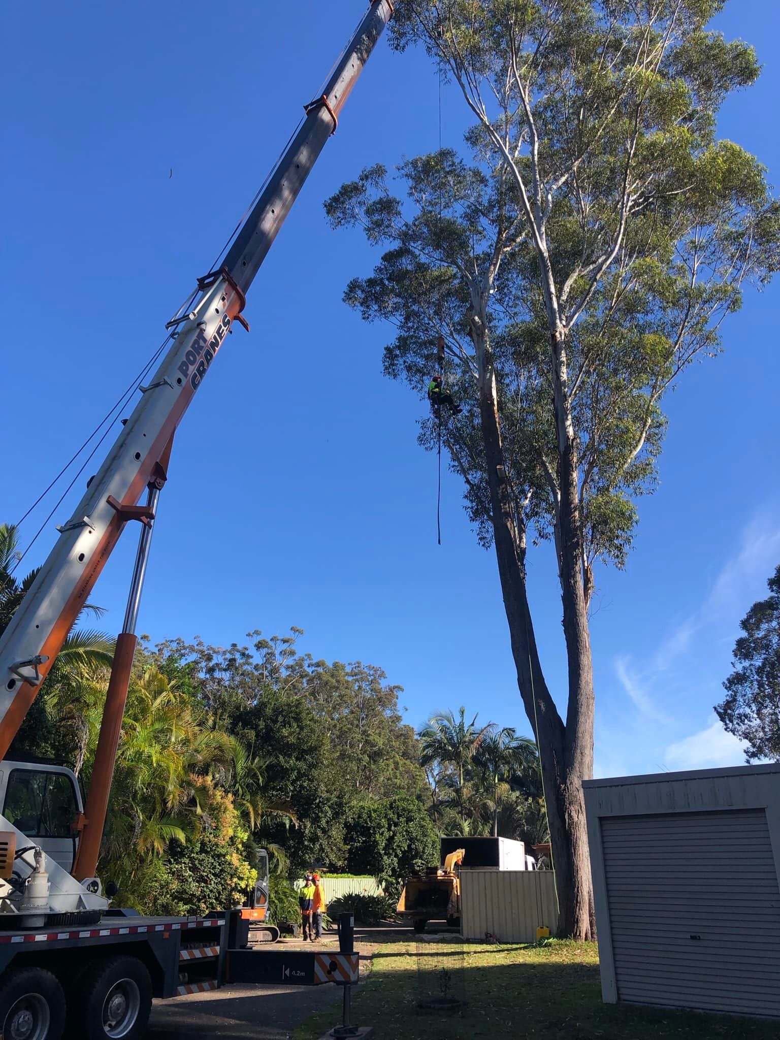 A Tall Tree Being Trimmed by a Crane — MNC Trees in Kempsey, NSW