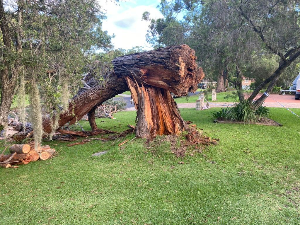 A Tree Has Fallen and Emergency Work has begun — MNC Trees in Port Macquarie, NSW