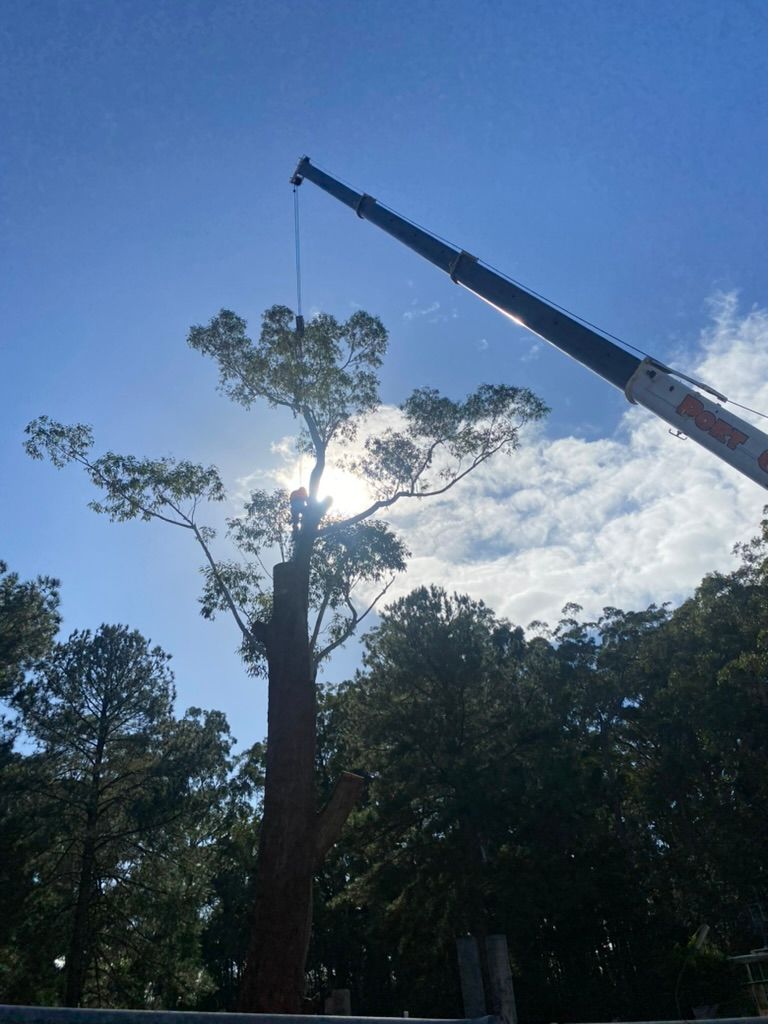 A Bridge Over a River Surrounded by Tall Grass and Trees — MNC Trees in Wauchope, NSW