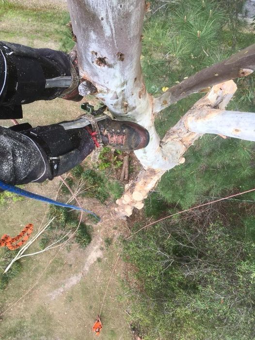 A Person in Tree Using Their Foot for Balance While Trimming Branches — MNC Trees in Kempsey, NSW