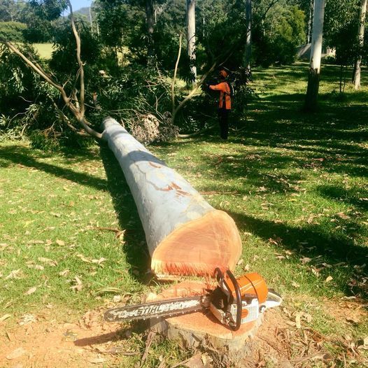 Felled tree trunk on grass with chainsaw in foreground, arborist in the background. — MNC Trees in Kempsey, NSW
