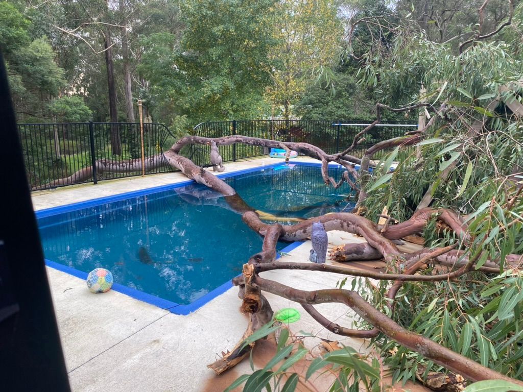A Tree that Has Fallen on A pool at a home — MNC Trees in Port Macquarie, NSW